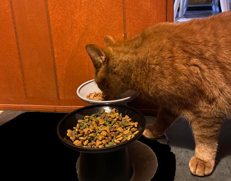 Rudy is enjoying the new height of his food bowls.