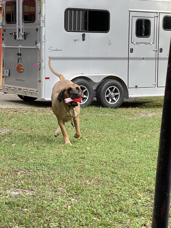 Alice Loves her rose tug 🌹❤️
