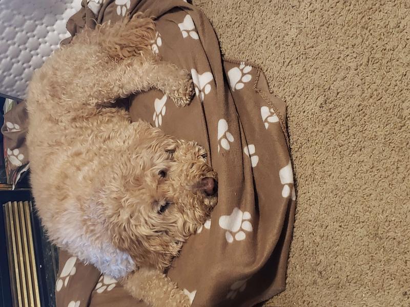 BEURER Heated Dog & Cat Underblanket, White