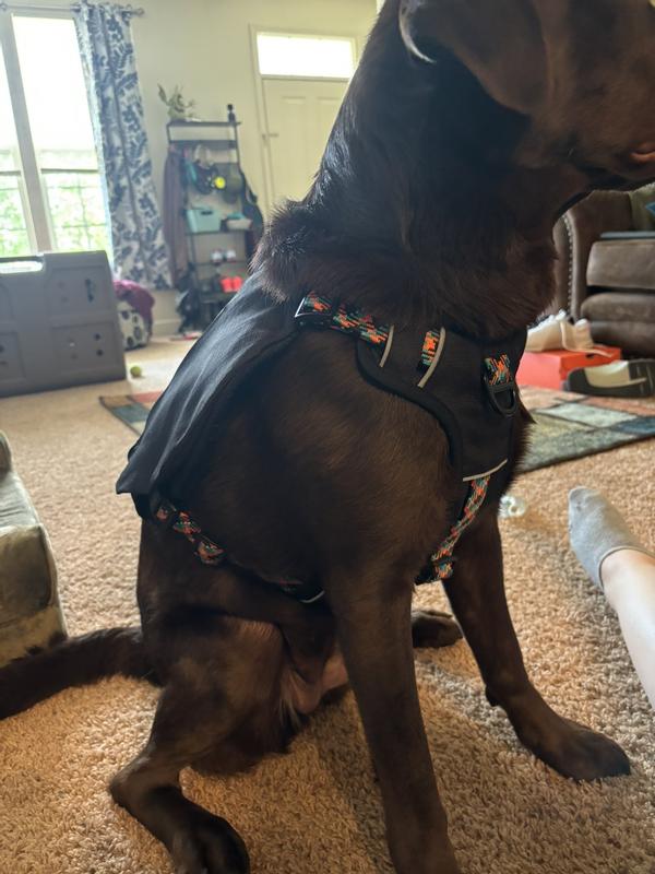 Size XL on a ~60lb female Labrador.