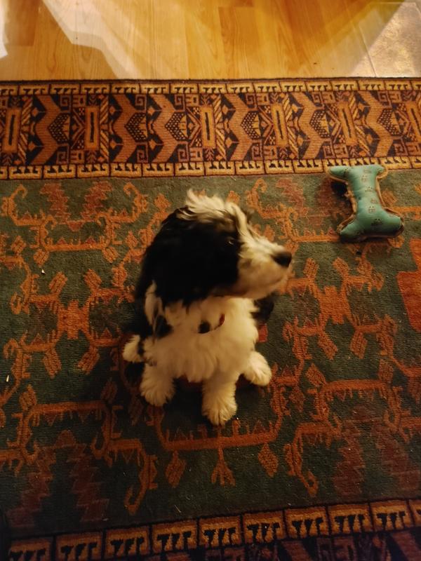Cooper When He First Arrived After Being Adopted from the Charlotte Dog Club