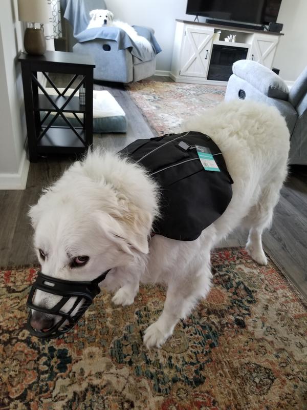 All suited up for a walk
