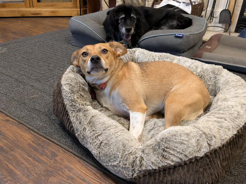 She finally got her bed back!  (Until she moves, the others are just waiting on their opportunity.)