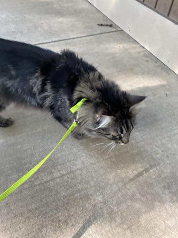 Leash is easy to attach.