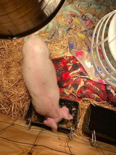 Week 2 - 6/7 weeks old