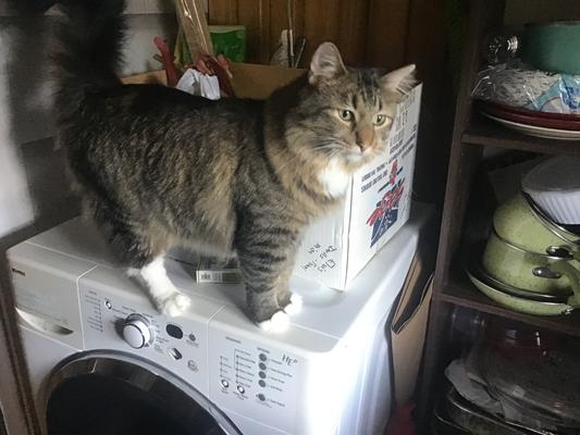 Toby On the washing machine