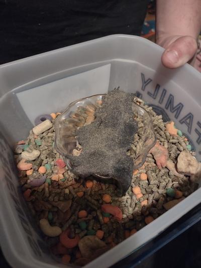 Extreme gourmet guinea pig food hotsell
