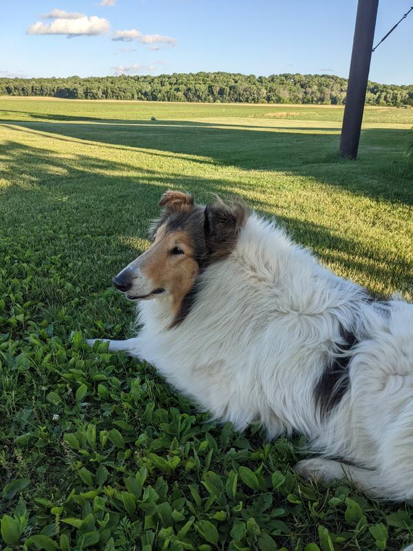 Brodie enjoying a nice spring day
