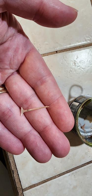 Large bone found in the can.