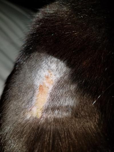 Reaction to product (shaved by vet)