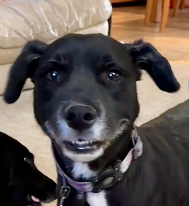 Face shaped and they loved it!