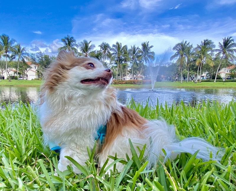 Hankie enjoying the sunshine