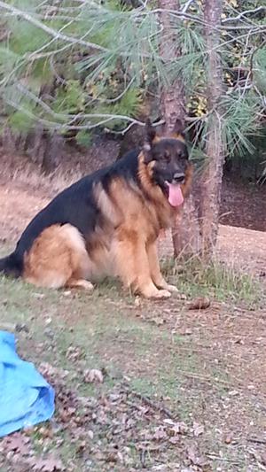 Lothar is a great example of a long haired German Shepherd