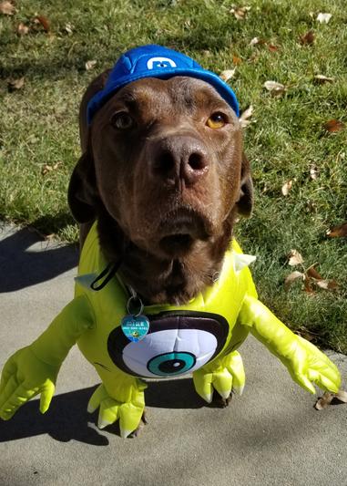 Product Reviews for RUBIE'S COSTUME COMPANY Monsters, Inc. Mike Dog Costume