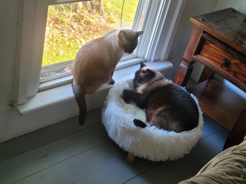 FRISCO Eyelash Fur Round Elevated Cat Bed, Ivory