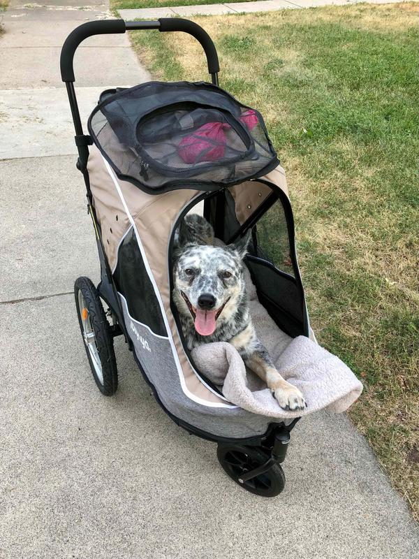 He fits and loves it! 50 pound Blue Heeler