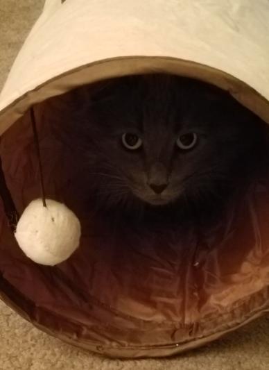 Smokey hiding in his tunnel
