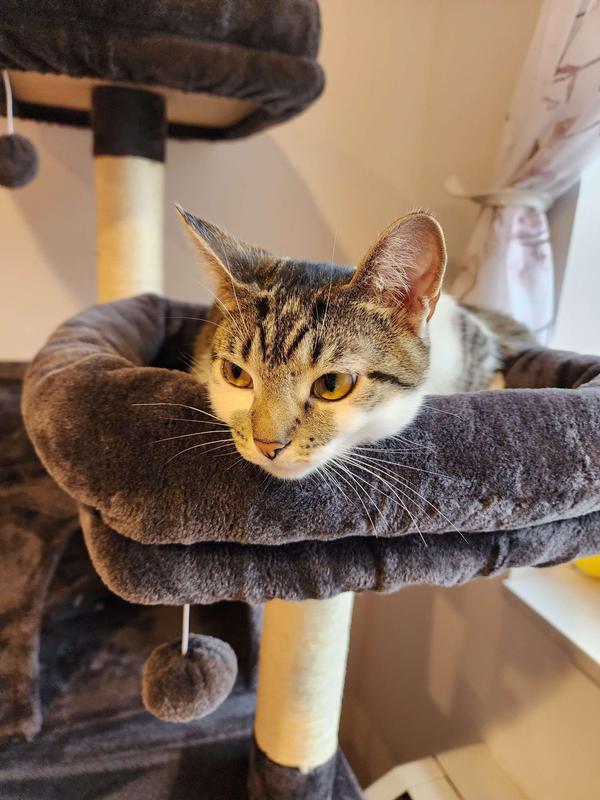 FRISCO 64in Cat Tree with Hammock, Condo, 2 Top Perches with Bed, Dark Charcoal