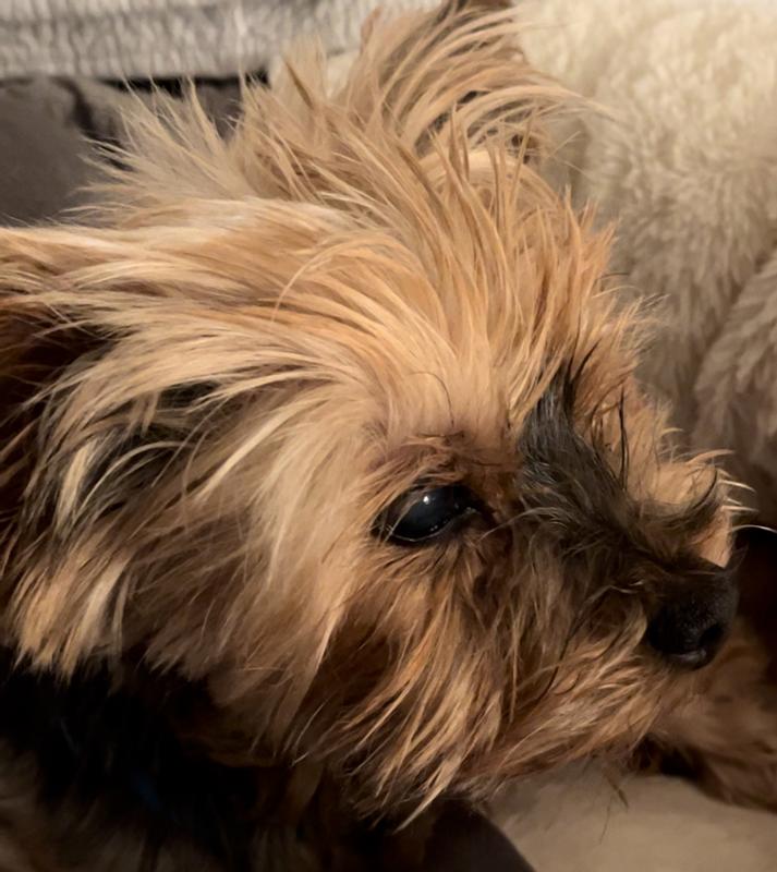 Soon to be 16 and loving life ‘Ronnie’!