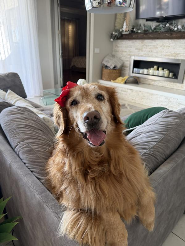 This is Milly. We also give her Cosequin, Fish oil and Milk Thistle as supplements.