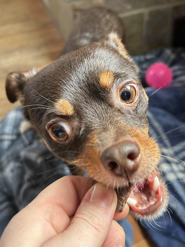This dude is eager to have his treat!