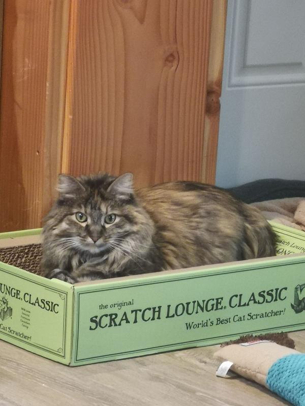 SCRATCH LOUNGE The Original Scratch Lounge Cat Toy with Catnip