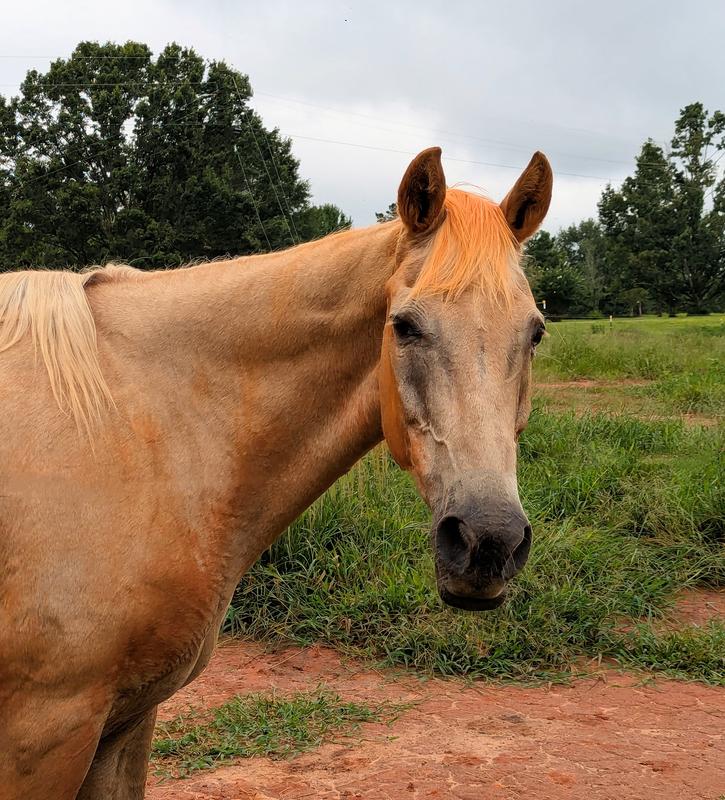 My mare approves.