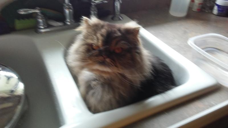 Here's my old little guy in all of his glory in the kitchen sink. ❤️