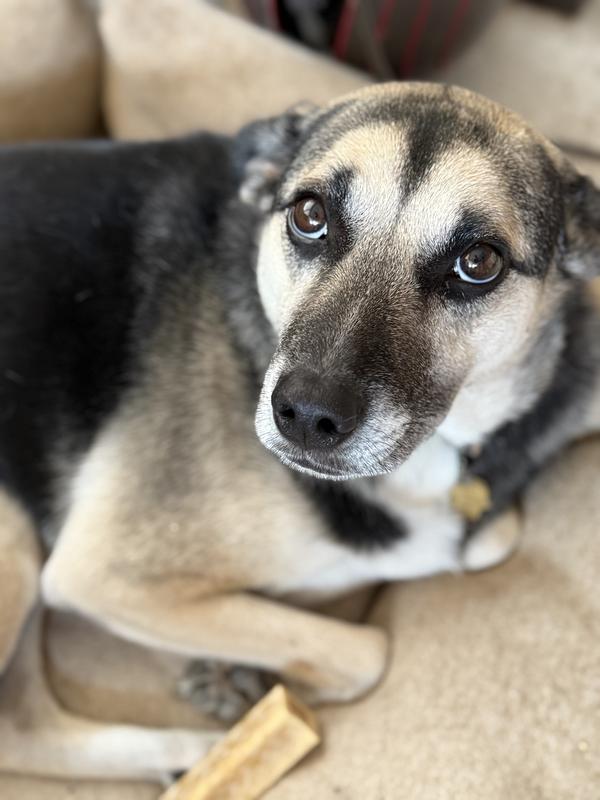 Black Dog seems conflicted.