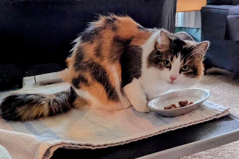 feed me here, please