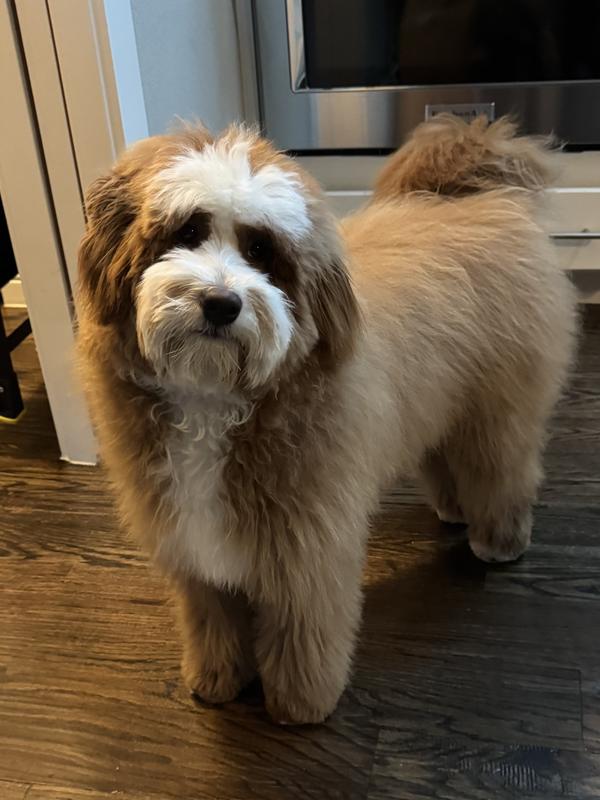 Levi waiting for this chew!!