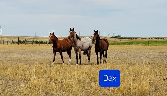 The 3 yearlings