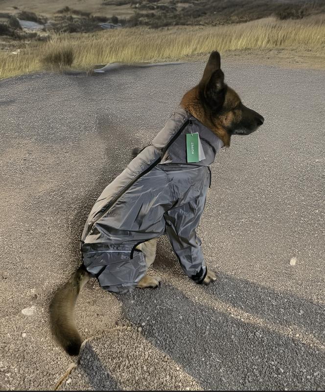 My dog in the size 3XL play suit.