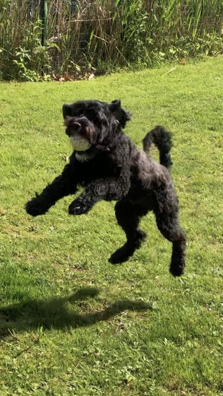 Love My Salmon Treats!