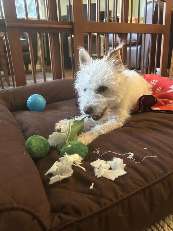 Happily shredding and enjoying her pea pod!