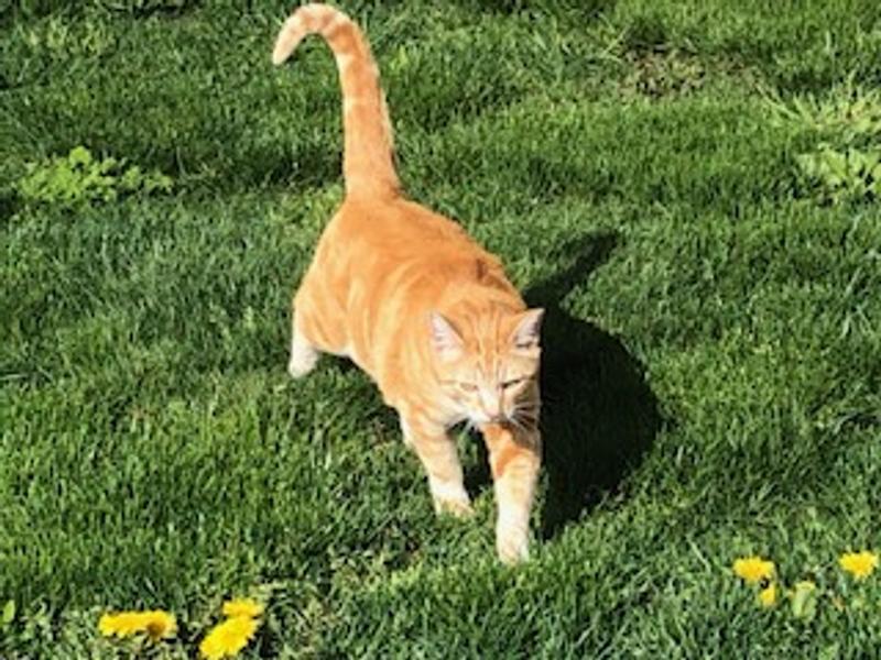 Coming for cat treats