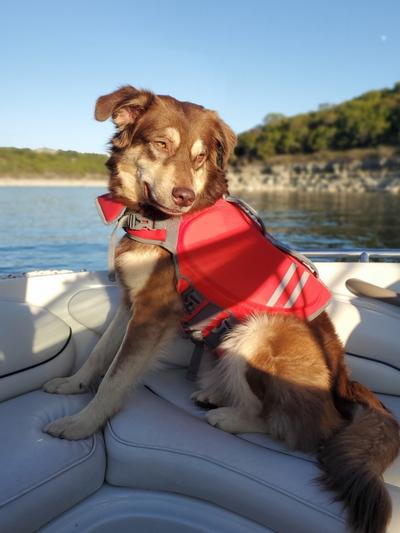 FRISCO Neoprene Dog Life Jacket Red X Large Chewy