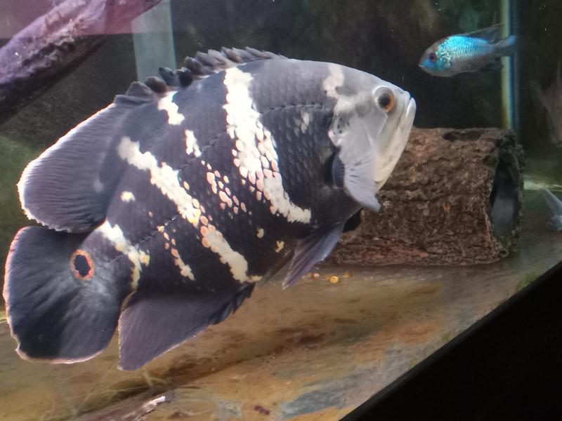 Obie says "Thanks Chewy"