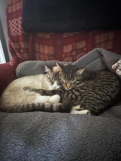 Skippy and brother Pippy Pepper