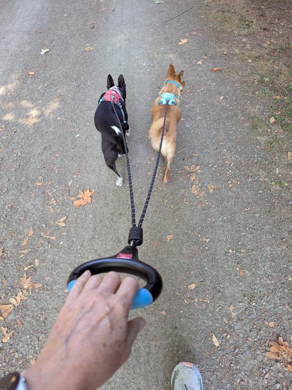 Our tripod Millie and her brother Squirt on their walk!