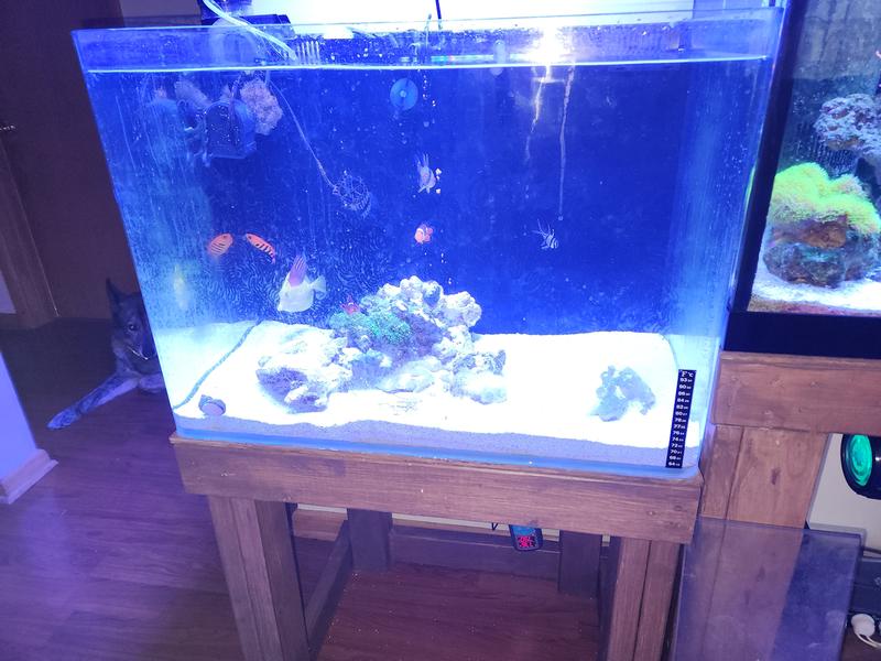 Cleared my tank up over night