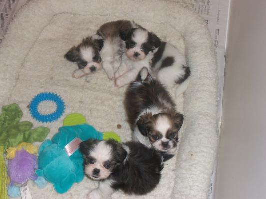 Shih Tzu puppies raised on Canidae!