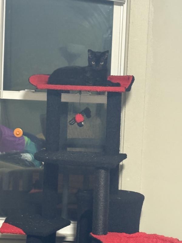 beetle being the king of the castle