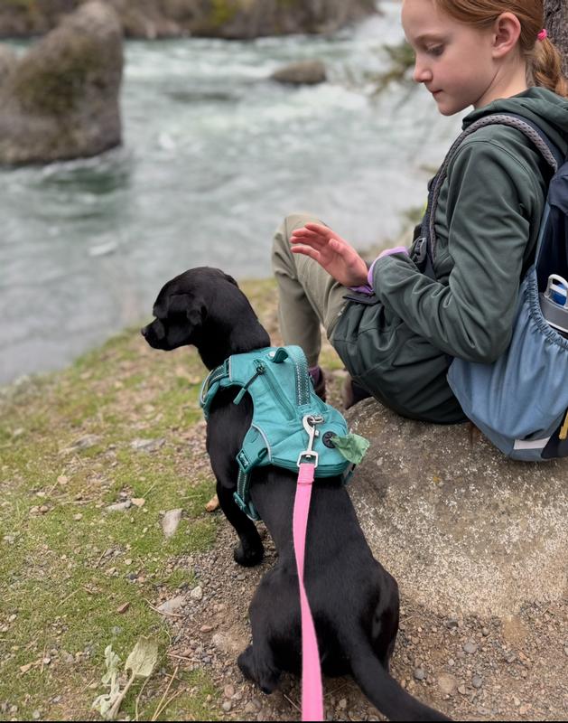 Dog in hiking mode