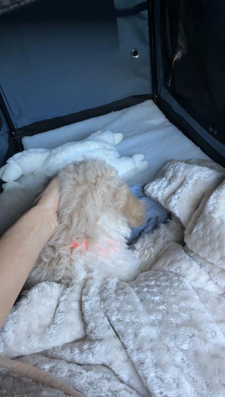 First long car ride in the crate