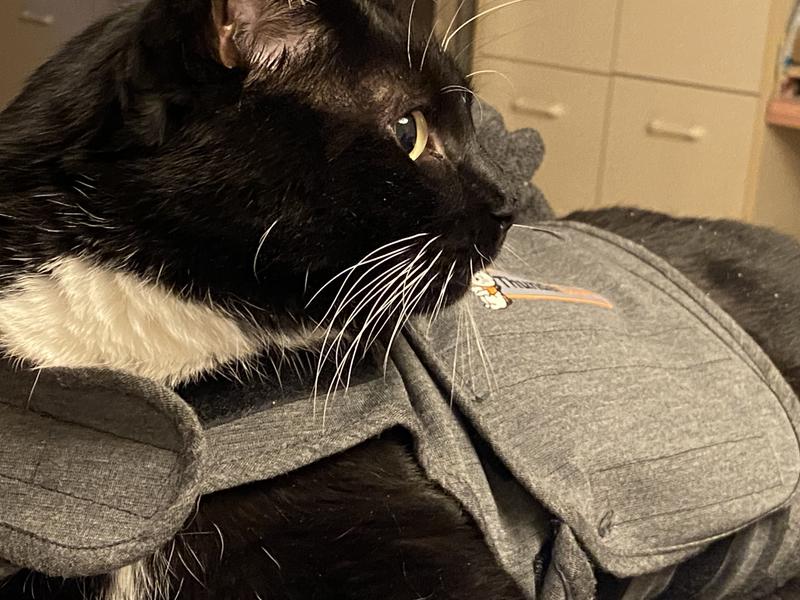 Thundershirt for hotsell cats review