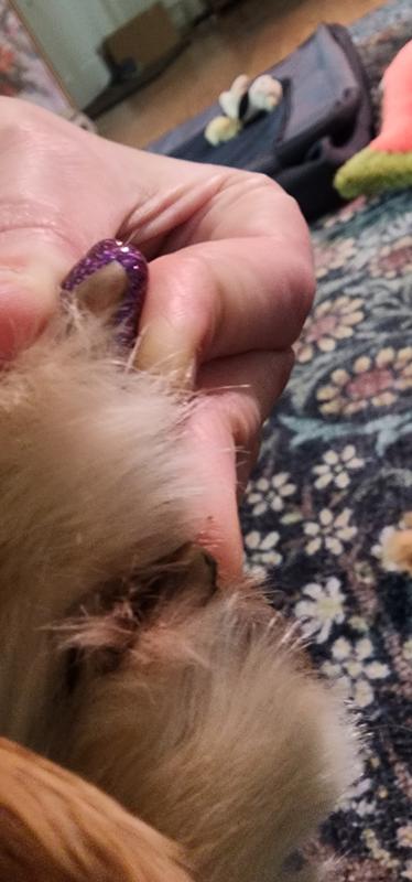 XXL next to a Golden toe