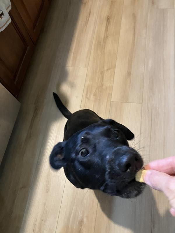 Finnegan eats them too quickly for me to throw one on the floor and take a picture!