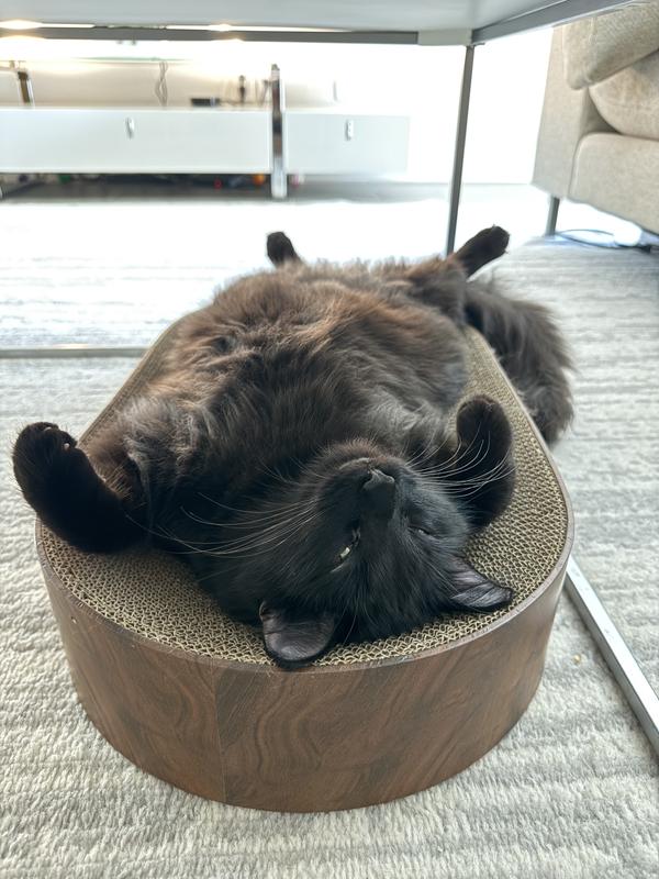 NECOICHI Cozy Bowl Capsule Cat Scratcher Toy, Dark Cherry - Chewy.com