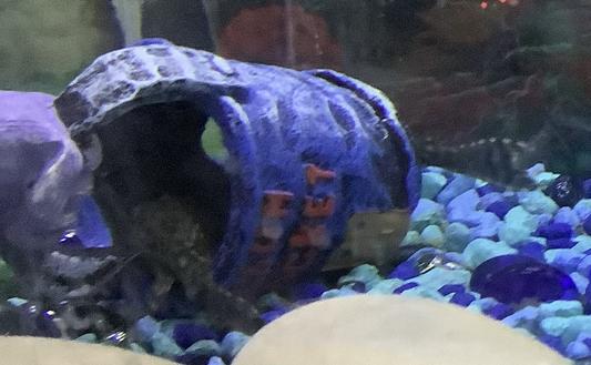 My two Oto fish eating at the chum bucket